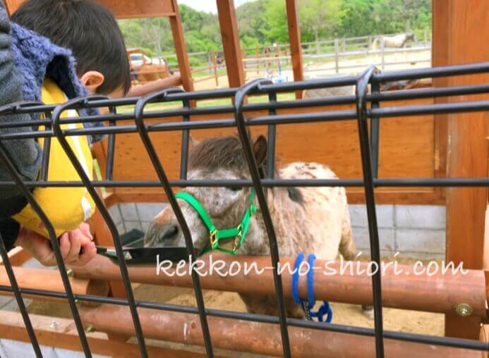 姫路セントラルパーク 馬 餌やり