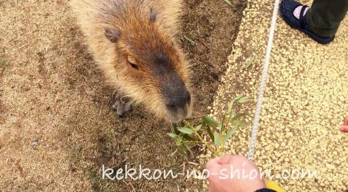 姫路セントラルパーク カピバラ 餌やり