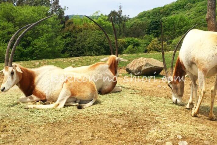 姫路セントラルパーク 草食ゾーン シロオリックス