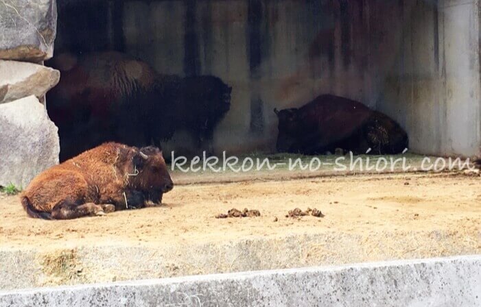 姫路セントラルパーク 草食ゾーン アメリカバイソン