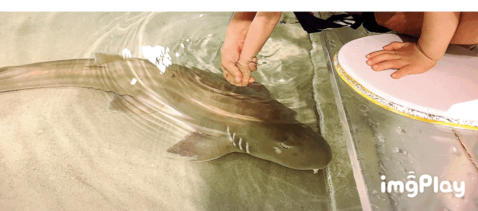 GIF 海遊館 サメ 触る