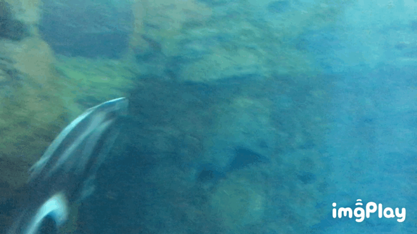 海遊館 泳ぐカマイルカ