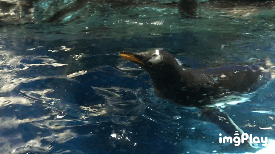 海遊館 泳ぐペンギン