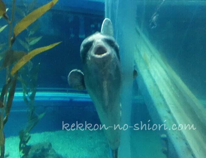海遊館 マンボウ