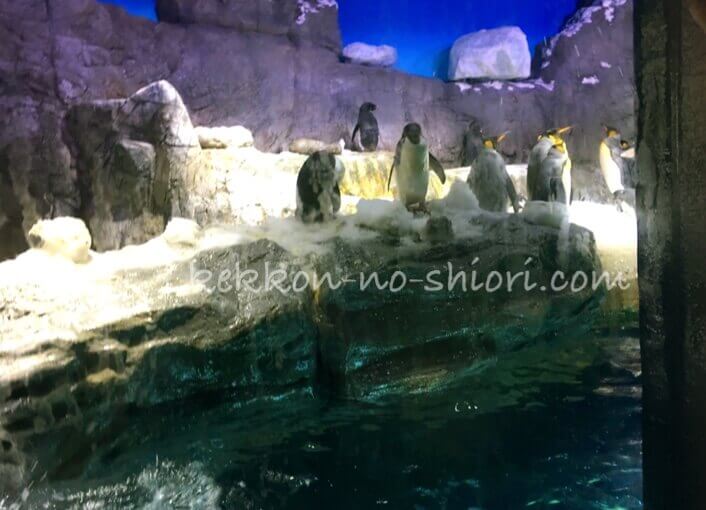 海遊館 ペンギン