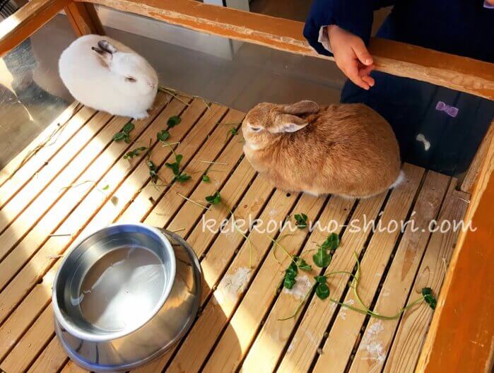 アドベンチャーワールド ウサギ