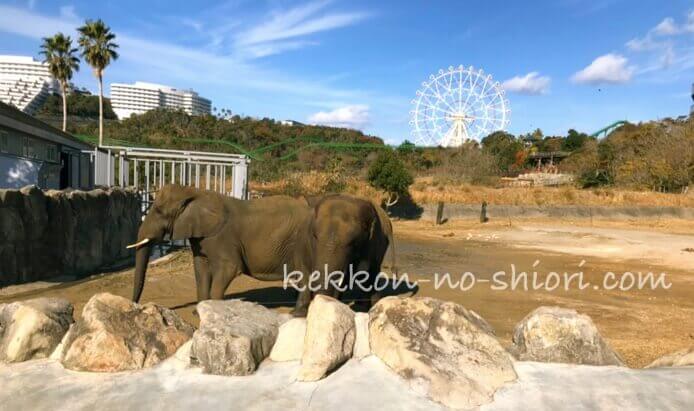 アドベンチャーワールド ゾウ