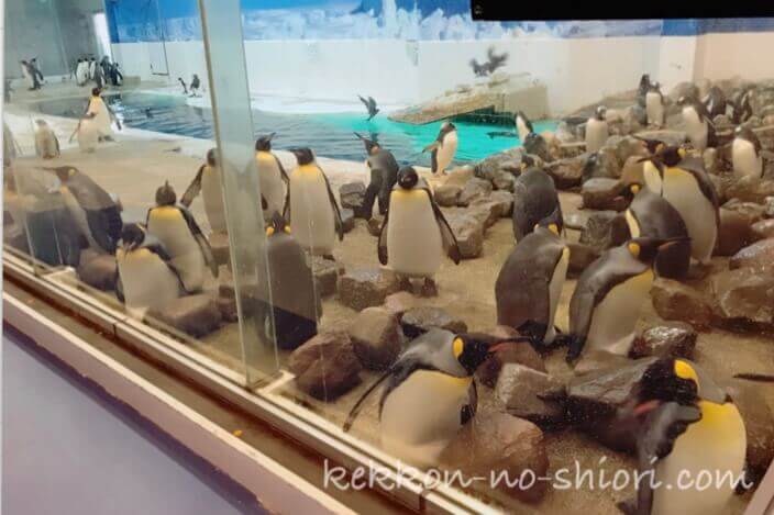 アドベンチャーワールド ペンギン